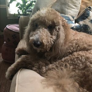 Meet your Posher, Amanda